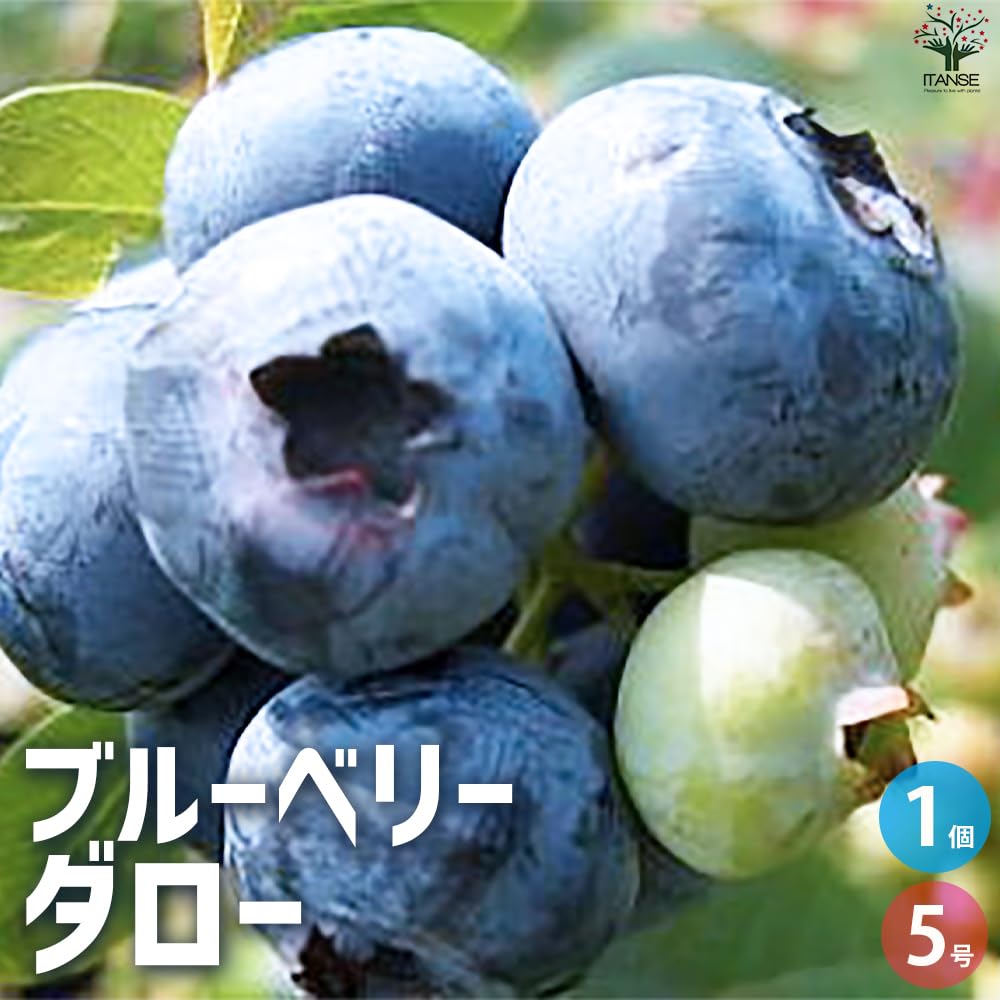 Amazon.co.jp: ITANSE ブルーベリー ダロー(ダロウ・ノーザン